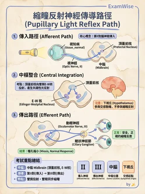 驗光生 - 視覺傳導路徑與瞳孔反射 - AI 圖文解析預覽