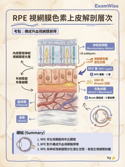 驗光生 - 視網膜組織結構與感光細胞 - AI 圖文解析預覽