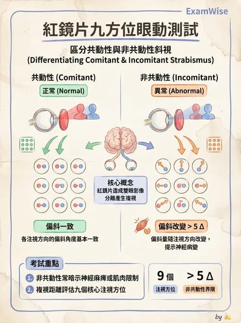 驗光生 - 眼位偏斜檢查 - AI 圖文解析預覽