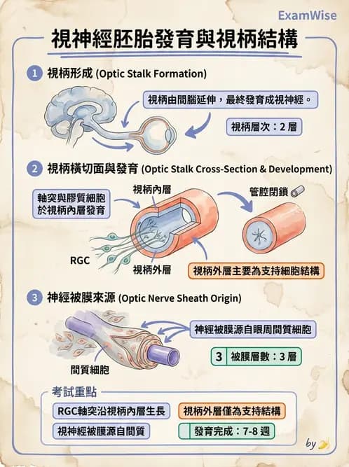 驗光生 - 眼球胚胎發育 - AI 圖文解析預覽