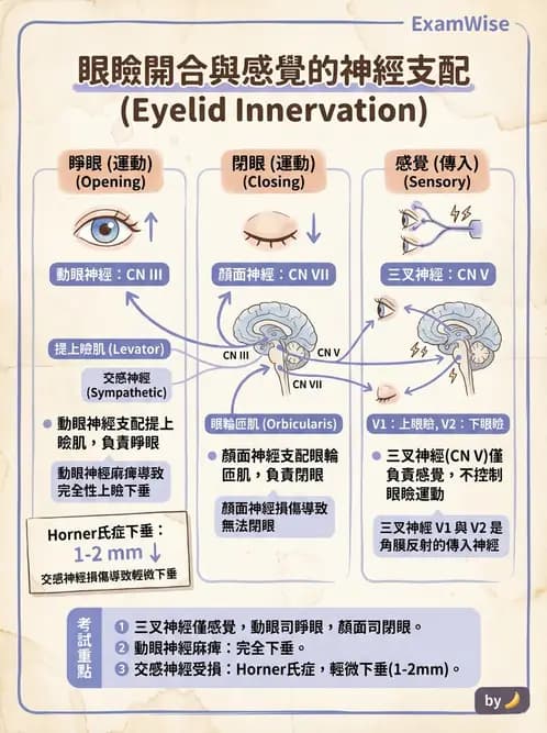 驗光生 - 視覺傳導路徑與瞳孔反射 - AI 圖文解析預覽