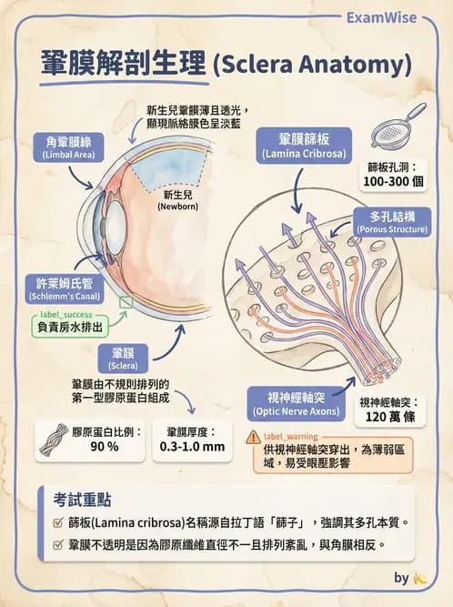 驗光生 - 角膜與鞏膜 - AI 圖文解析預覽