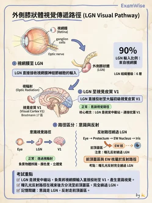 驗光生 - 視覺傳導路徑與瞳孔反射 - AI 圖文解析預覽