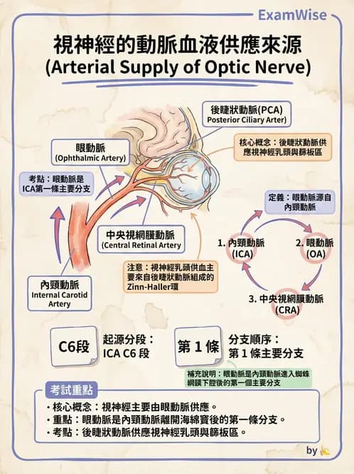 驗光生 - 眼部血液供應、脈絡膜與玻璃體 - AI 圖文解析預覽