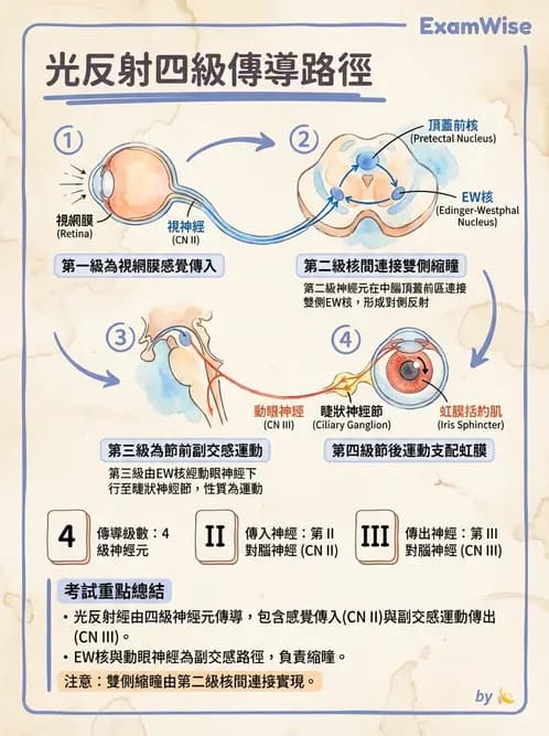 驗光生 - 視覺傳導路徑與瞳孔反射 - AI 圖文解析預覽