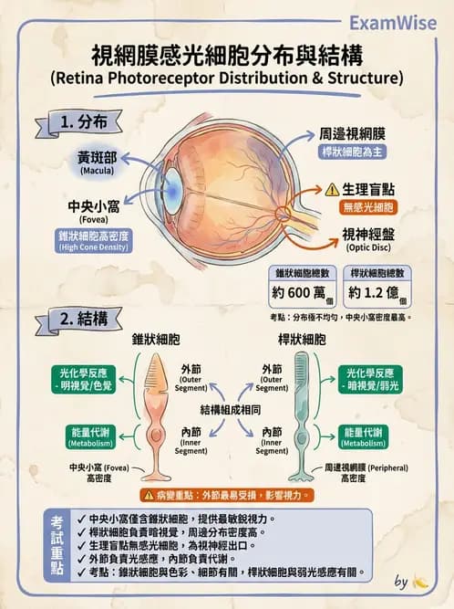 驗光生 - 視網膜組織結構與感光細胞 - AI 圖文解析預覽