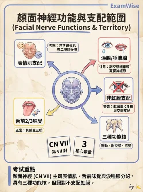 驗光生 - 淚器系統解剖與生理 - AI 圖文解析預覽