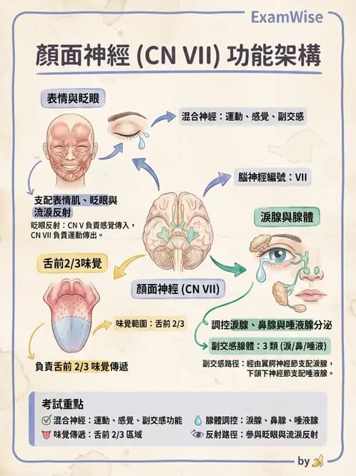 驗光生 - 淚器系統解剖與生理 - AI 圖文解析預覽