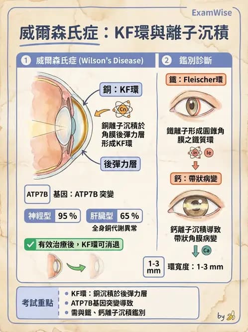 驗光生 - 角膜、結膜與眼前段疾病 - AI 圖文解析預覽