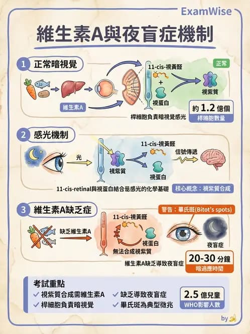 驗光生 - 兒童眼科(弱視、斜視與先天眼疾) - AI 圖文解析預覽