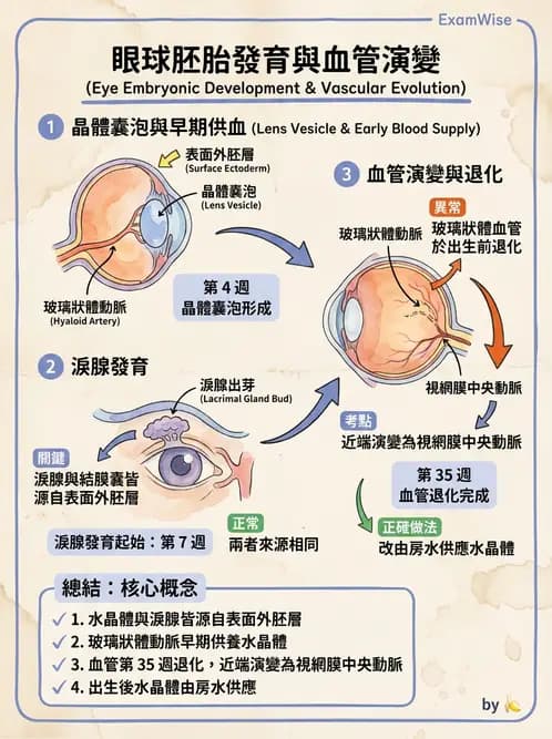驗光生 - 眼球胚胎發育 - AI 圖文解析預覽
