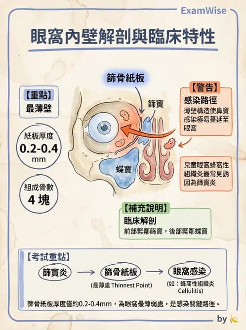 驗光生 - 眼窩骨解剖、眼瞼與結膜 - AI 圖文解析預覽