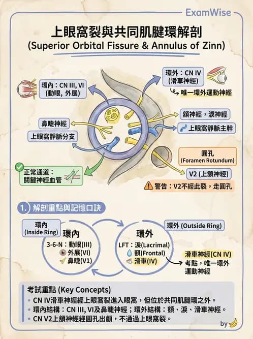 驗光生 - 眼窩骨解剖、眼瞼與結膜 - AI 圖文解析預覽