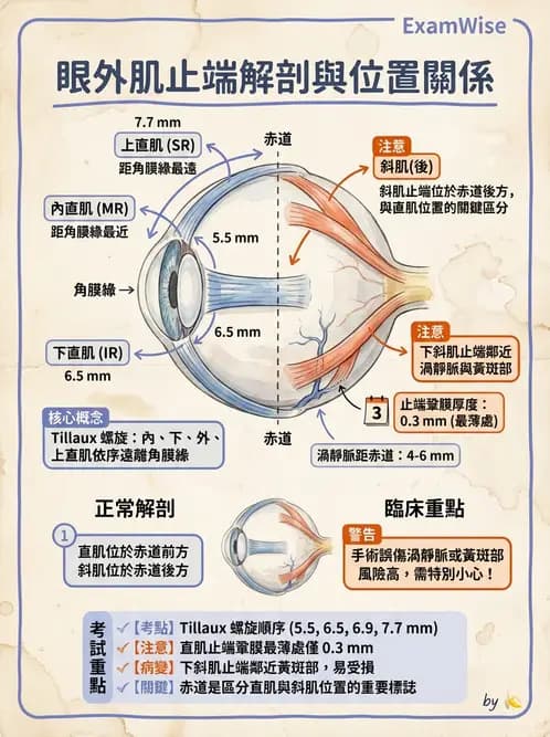 驗光生 - 眼外肌解剖與運動神經支配 - AI 圖文解析預覽
