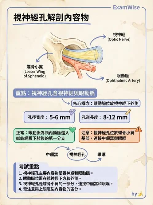 驗光生 - 眼部血液供應、脈絡膜與玻璃體 - AI 圖文解析預覽