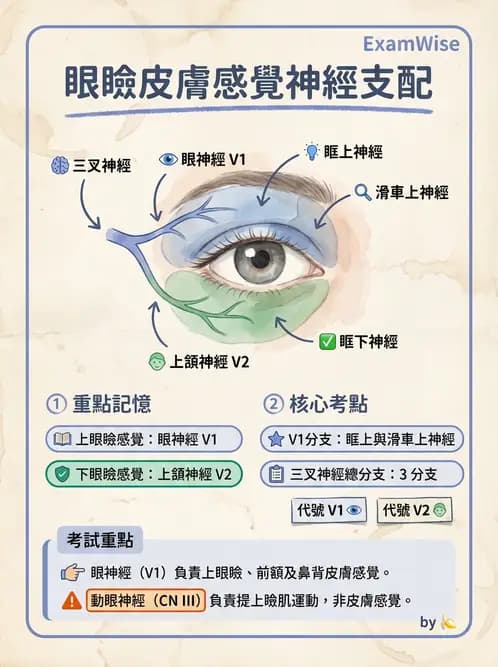 驗光生 - 眼窩骨解剖、眼瞼與結膜 - AI 圖文解析預覽