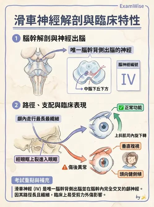 驗光生 - 眼外肌解剖與運動神經支配 - AI 圖文解析預覽