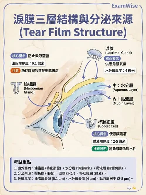 驗光生 - 淚器系統解剖與生理 - AI 圖文解析預覽
