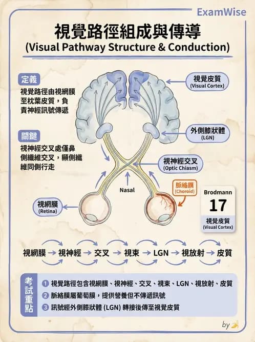 驗光生 - 視覺傳導路徑與瞳孔反射 - AI 圖文解析預覽