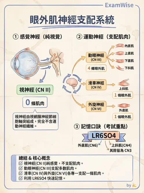 驗光生 - 眼外肌解剖與運動神經支配 - AI 圖文解析預覽