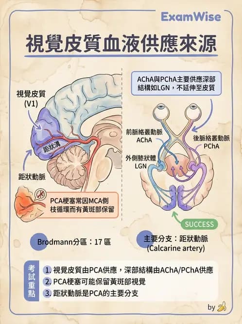 驗光生 - 視覺傳導路徑與瞳孔反射 - AI 圖文解析預覽