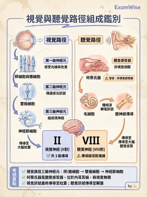 驗光生 - 視覺傳導路徑與瞳孔反射 - AI 圖文解析預覽
