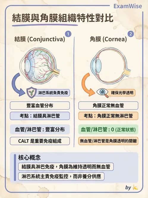 驗光生 - 眼窩骨解剖、眼瞼與結膜 - AI 圖文解析預覽