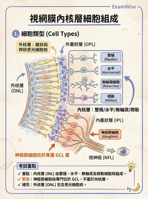 驗光生 - 視網膜組織結構與感光細胞 - AI 圖文解析預覽