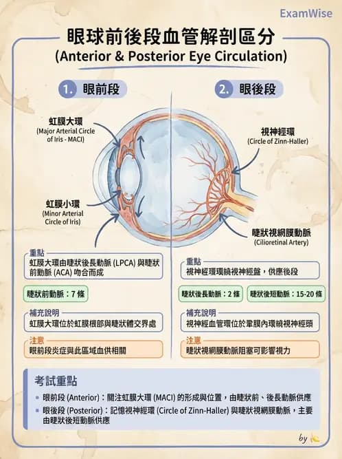 驗光生 - 眼部血液供應、脈絡膜與玻璃體 - AI 圖文解析預覽