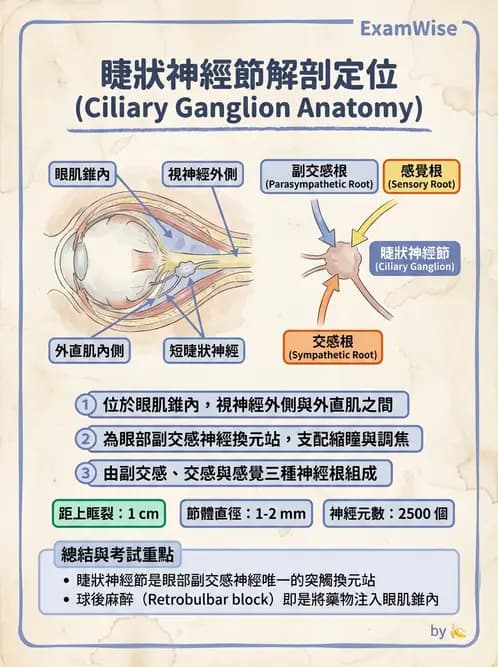 驗光生 - 視覺傳導路徑與瞳孔反射 - AI 圖文解析預覽