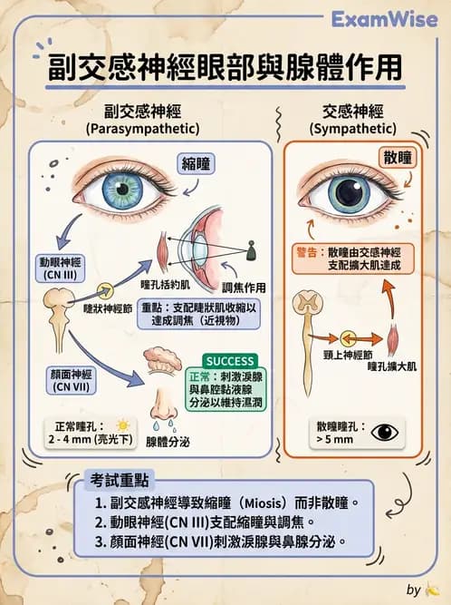驗光生 - 視覺傳導路徑與瞳孔反射 - AI 圖文解析預覽