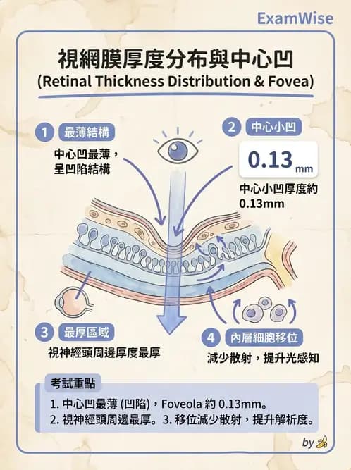 驗光生 - 視網膜組織結構與感光細胞 - AI 圖文解析預覽