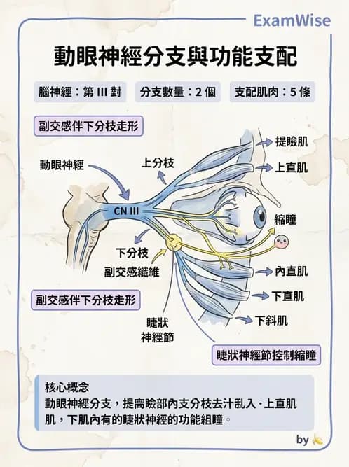驗光生 - 眼外肌解剖與運動神經支配 - AI 圖文解析預覽
