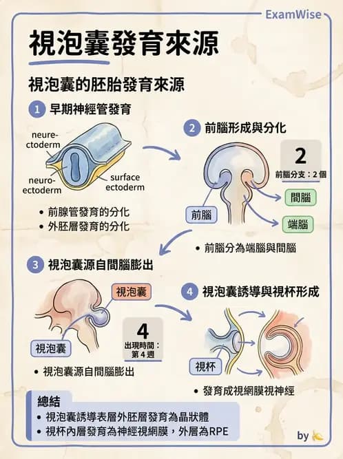 驗光生 - 眼球胚胎發育 - AI 圖文解析預覽