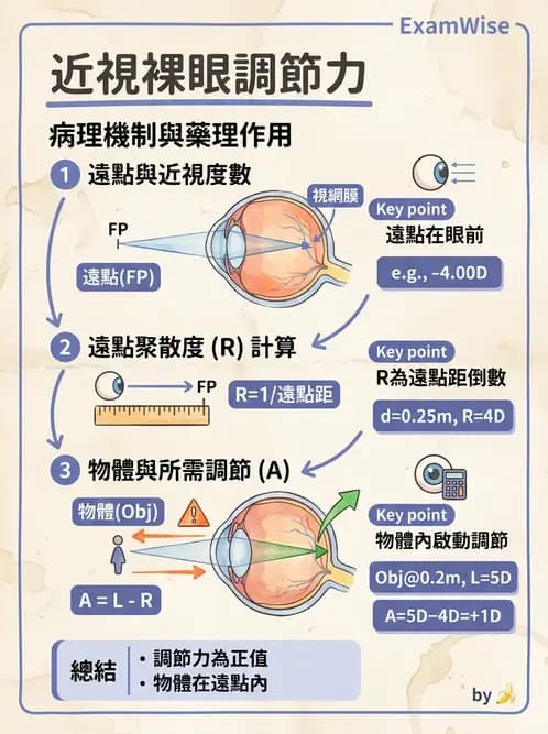 驗光生 - 調節、老花眼與臨床眼光學應用 - AI 圖文解析預覽