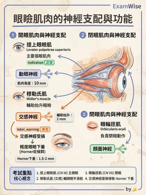 驗光生 - 視覺傳導路徑與瞳孔反射 - AI 圖文解析預覽