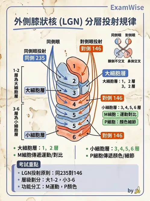 驗光生 - 視覺傳導路徑與瞳孔反射 - AI 圖文解析預覽