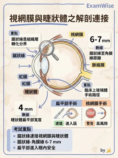 驗光生 - 視網膜組織結構與感光細胞 - AI 圖文解析預覽