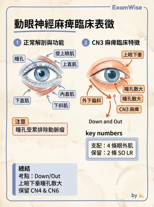 驗光生 - 全身性疾病眼部表現與神經眼科 - AI 圖文解析預覽
