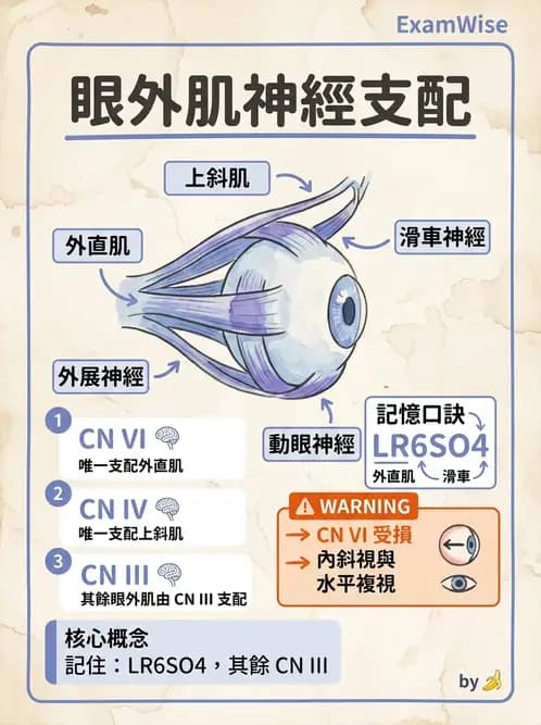 驗光生 - 眼外肌解剖與運動神經支配 - AI 圖文解析預覽