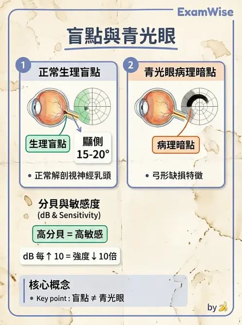 驗光生 - 視覺功能、視野與電生理檢查 - AI 圖文解析預覽