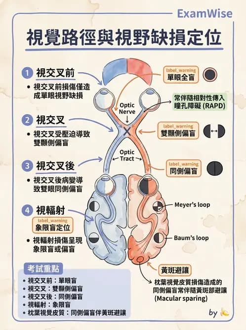 驗光生 - 視覺功能、視野與電生理檢查 - AI 圖文解析預覽