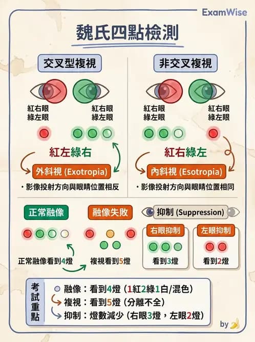 驗光生 - 雙眼感知與融像檢查 - AI 圖文解析預覽
