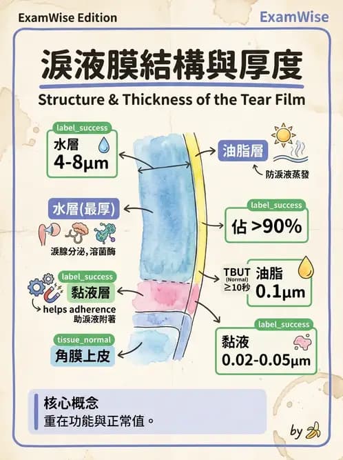 驗光生 - 淚器系統解剖與生理 - AI 圖文解析預覽