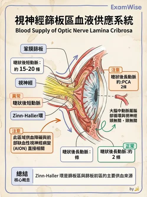 驗光生 - 眼部血液供應、脈絡膜與玻璃體 - AI 圖文解析預覽