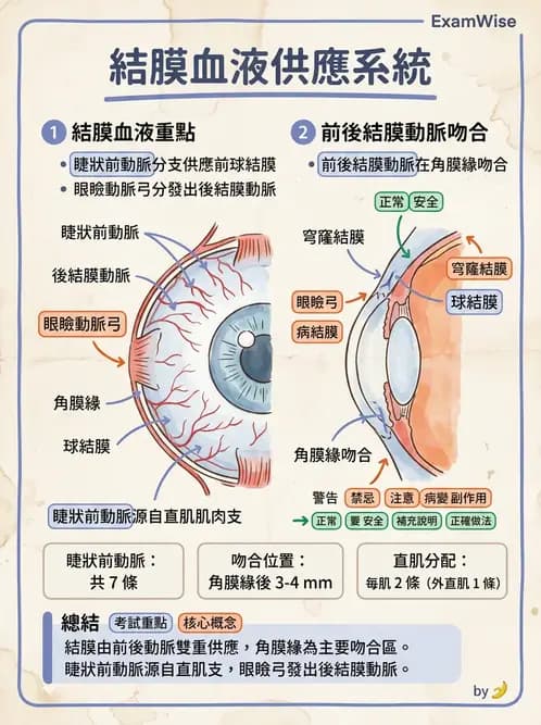 驗光生 - 眼部血液供應、脈絡膜與玻璃體 - AI 圖文解析預覽