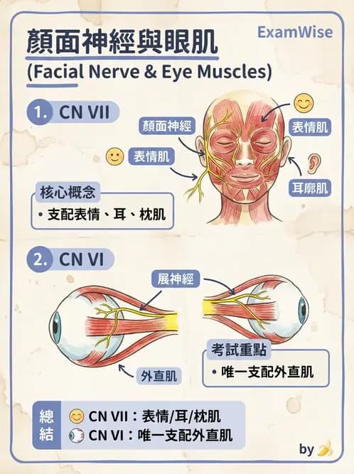 驗光生 - 眼外肌解剖與運動神經支配 - AI 圖文解析預覽