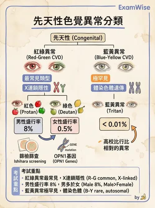 驗光生 - 針孔視力、色覺與視野篩檢 - AI 圖文解析預覽