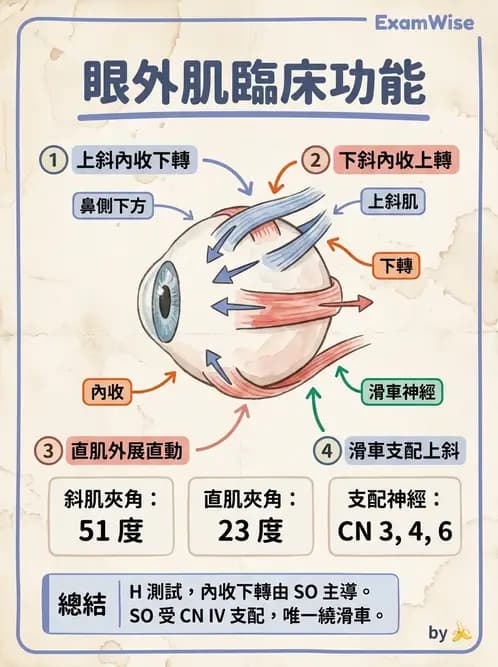 驗光生 - 眼球運動、內聚功能與瞳孔反應檢查 - AI 圖文解析預覽