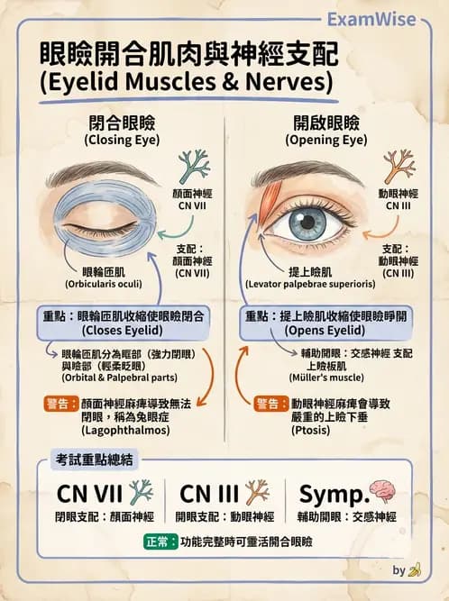 驗光生 - 眼窩骨解剖、眼瞼與結膜 - AI 圖文解析預覽
